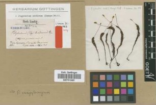 Pogonatum andinum (Hampe) Mitt.