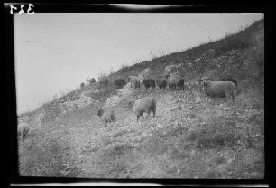 Matheias (?) (=Mãțãu: =Dorf und Anhöhe in Rumänien): "Schafe" auf einer kargen Anhöhe (Nahaufnahme)