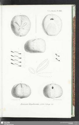 Pl. 884