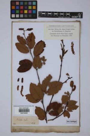 Betula lenta L.