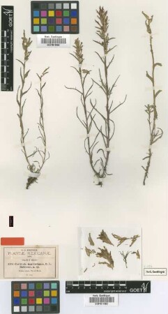 Castilleja macrostigma B.L.Rob. [isotype]