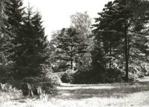 Dresden-Strehlen. Park der ehem. Königlichen Villa an der Palais-(Franz-Liszt-)Straße. Rhododendron unter Koniferengruppen