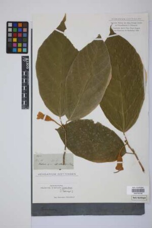 Matisia sp.n. aff. oblongifolia