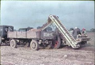 Kartoffelvollerntemaschine E 672 bei der Arbeit