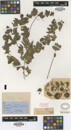 Passiflora naviculata Griseb. [holotype]