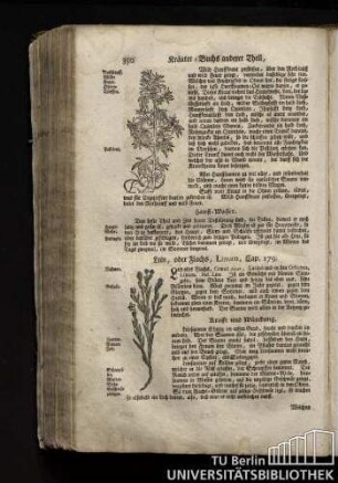 Cap. 179. Lein, oder Flachs, Linum.