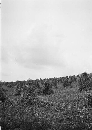 Feld mit aufgestellten Getreidegarben