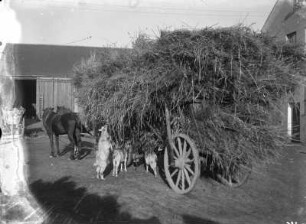 Bäuerlicher Hof mit Erntewagen und Ziegen