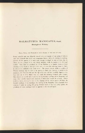 Halmaturus Manicatus, Gould. Black-gloved Wallaby
