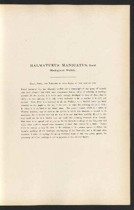 Halmaturus Manicatus, Gould. Black-gloved Wallaby