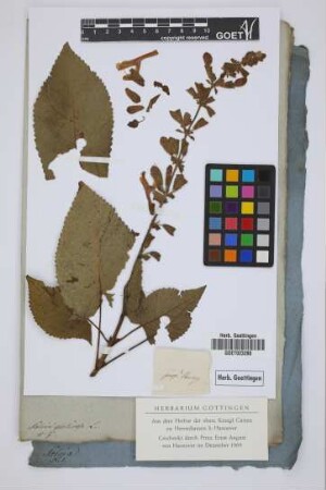 Salvia glutinosa L.