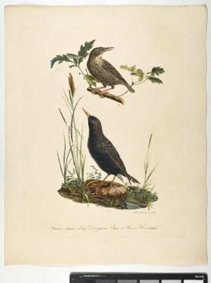 Sturnus vulgaris. Linn. Der gemeine Staar. 1. Mas. 2. Hornotinus. - Star. Sturnus vulgaris; mas. hornotinus. - Zeichner und Stecher: Ambrosius Gabler