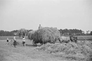 Heuernte im Spreewald : Synowe žně w Błótach : Spreewald / Błóta