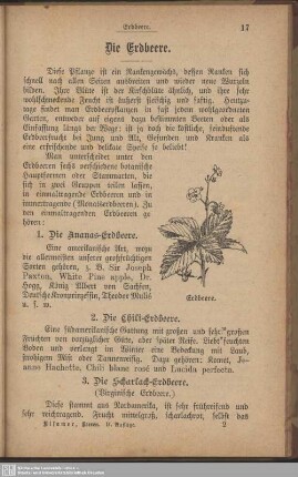Die Erdbeere