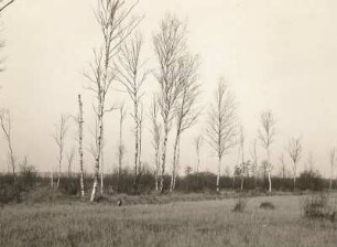 Ostsächsisches Tiefland. Neudorfer Moor (Flachmoor) bei Wittichenau. Lockerer Birkenbestand, teilweise absterbend