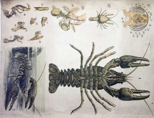 Der Flußkrebs (Potamobius astacus)
