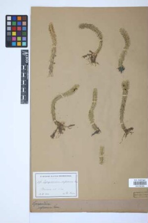 Huperzia lucidula (Michx.) Trev.