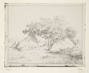 Kirschbaum