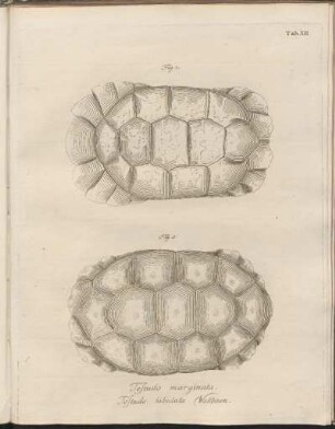 Tab. XI: Testudo marginata, Testudo tabulata Wallbaum