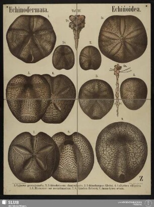 Tafel 15: Echinodermata : Echinoidea