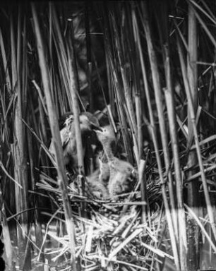 Zwergdommel : Zwergdommelmännchen (Ixobrychus minutus Linnaeus) beim Füttern.