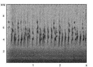 Stieglitz | Carduelis carduelis - Ruf