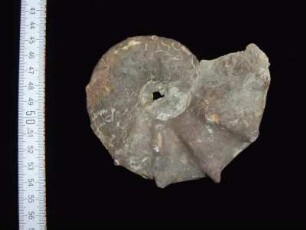 "Ammonit" Ceratites spinosus