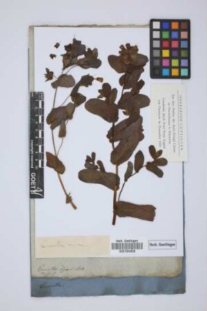 Cerinthe aspera Roth