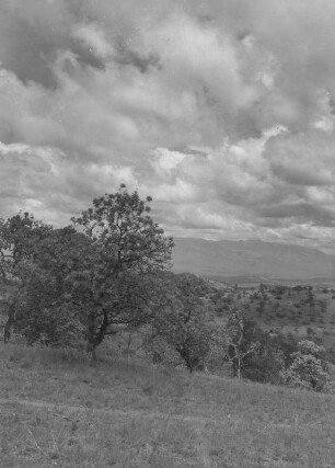 Panorama bei Amaro : Landschaftspanorama bei Amaro mit Bäumen und Sträuchern an den Hängen.