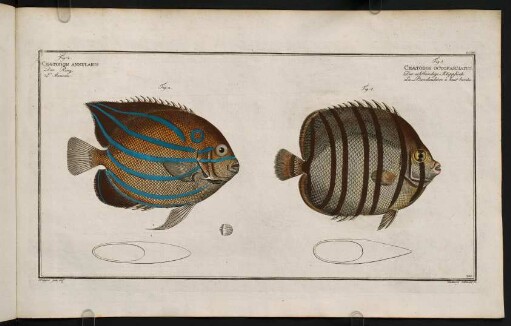 CCXVr, Fig. 1.: Chaetodon Octofasciatus. Fig. 2.: Chaetodon Annularis