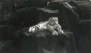 Dresden. Zoologischer Garten. Schneeleopard (Irbis, Panthera uncia)