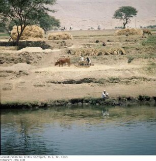 Ägypten: Erntearbeiten