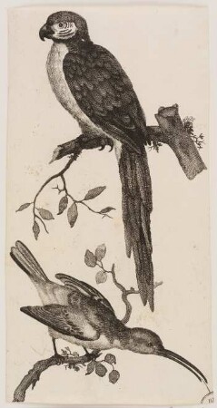 Papagei auf einem Ast und Kolibri auf einem Ast
