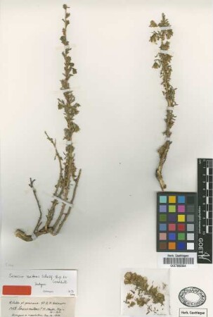 Senecio nutans Sch.Bip. ex Weddell [isotype]