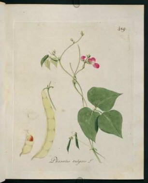 Phaseolus vulgaris L.