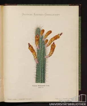 Cereus Baumannii Lern.