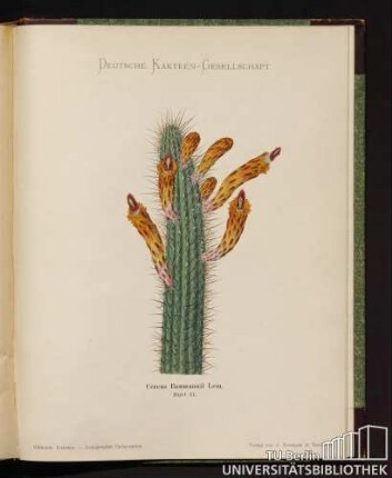 Cereus Baumannii Lern.