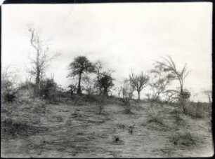 Offene Trockenvegetation bei Carandayti