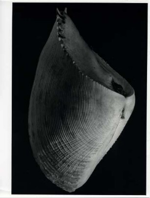 Schnecke