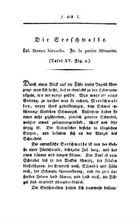 ¬Die¬ Seeschwalbe : Lat. Sterna hirundo, Fr. la petite Mouette ; (Tafel XV, Fig. 2)