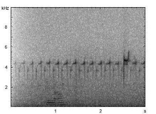 Dreiband-Regenpfeifer | Charadrius tricollaris - Ruf