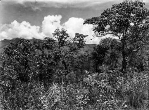 Andenvegetation : Landschaft mit Vegetation