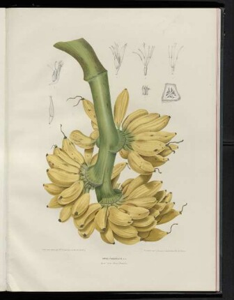 Musa paradisiaca.