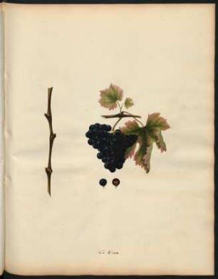 66. Le Doux