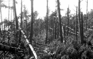 Baden-Baden: Autobahnkreuz; Sturmschäden im Kiefernwald bei Baden-Baden; Ausschnitte aus Wald
