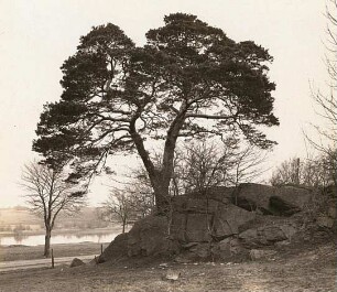 Oberlausitz. Niedergurig. Lubaskiefer (Waldkiefer (Pinus sylvestris), auch Gemeine Kiefer) an der Staatstrasse