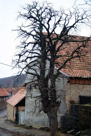 Baum, Straße, Häuser