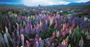 Faszination Natur - Seven Seasons