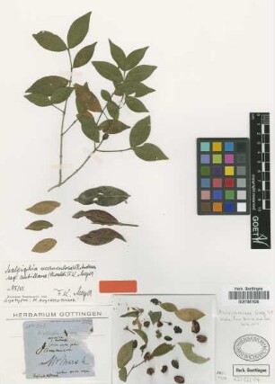 Malpighia oxycocca Griseb. [syntype]