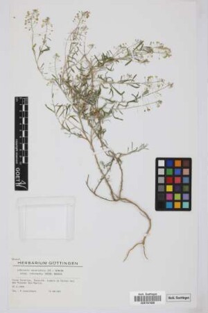 Lobularia canariensis intermedia (Webb & Berthel.) L. Borgen
